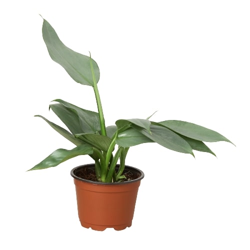 Philodendron 'Silver Sword' Indoor Plants House Plant Dropship 