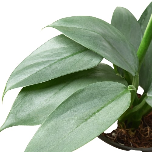 Philodendron 'Silver Sword' Indoor Plants House Plant Dropship 