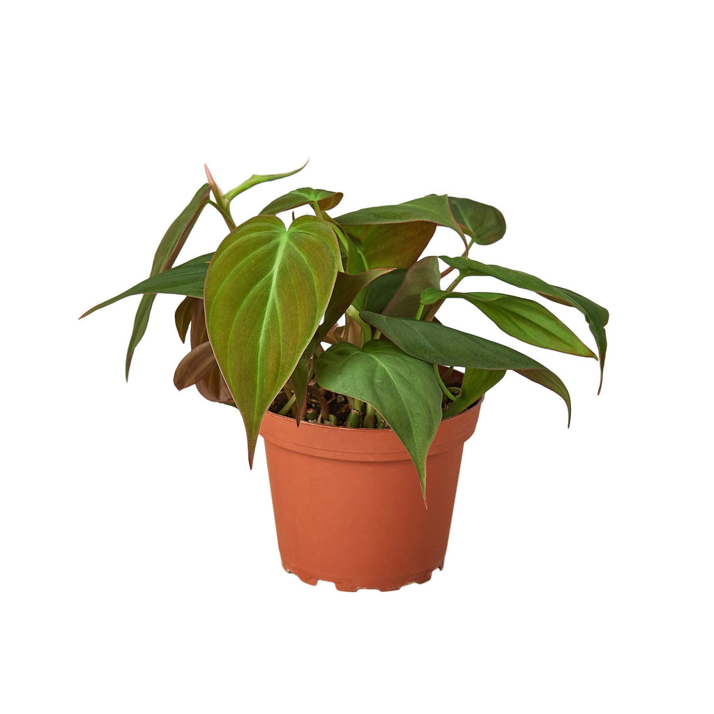 Philodendron 'Velvet' 4" Plant House Plant Dropship 4" Pot 