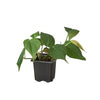 Philodendron 'Velvet' 4" Plant House Plant Dropship 3" Pot 