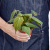 Philodendron 'Velvet' 4" Plant House Plant Dropship 