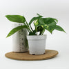 Pothos 'Golden' Indoor Houseplant Indoor Plants House Plant Shop 
