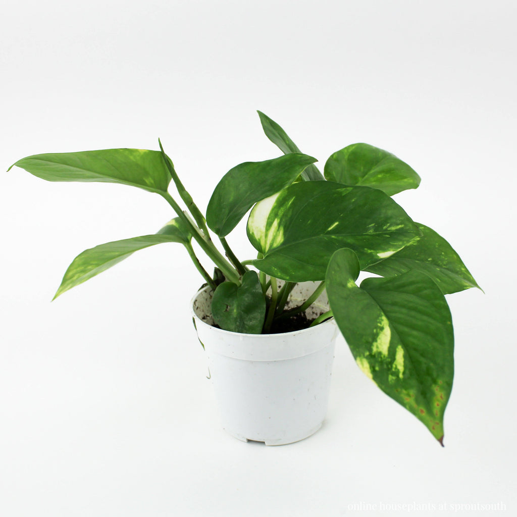 Pothos 'Golden' Indoor Houseplant Indoor Plants House Plant Shop 