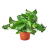 Pothos 'Golden' Indoor Houseplant-SproutSouth-Indoor Plants