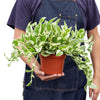 Pothos 'N'joy' Indoor Houseplant-SproutSouth-Indoor Plants