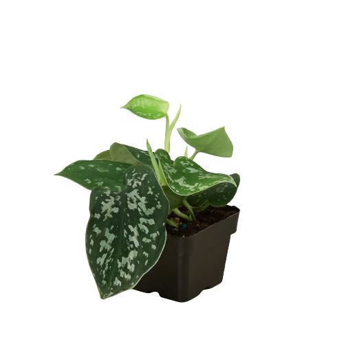 Pothos 'Satin' Indoor Plants House Plant Dropship 3" Pot 