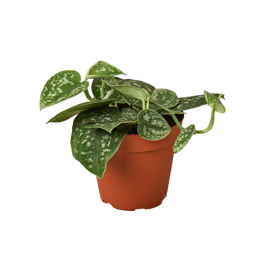 Pothos 'Satin' Indoor Plants House Plant Dropship 4" Pot 