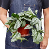 Pothos 'Silver Splash' Houseplant-SproutSouth-Indoor Plants