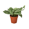 Pothos 'Silver Splash' Houseplant-SproutSouth-Indoor Plants