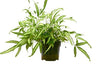 Pteris Cretica 'Albo Fern' Indoor Plants House Plant Dropship 6" Pot 