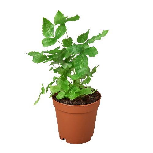 Pteris Cretica 'Albo Fern' Indoor Plants House Plant Dropship 2" Pot 