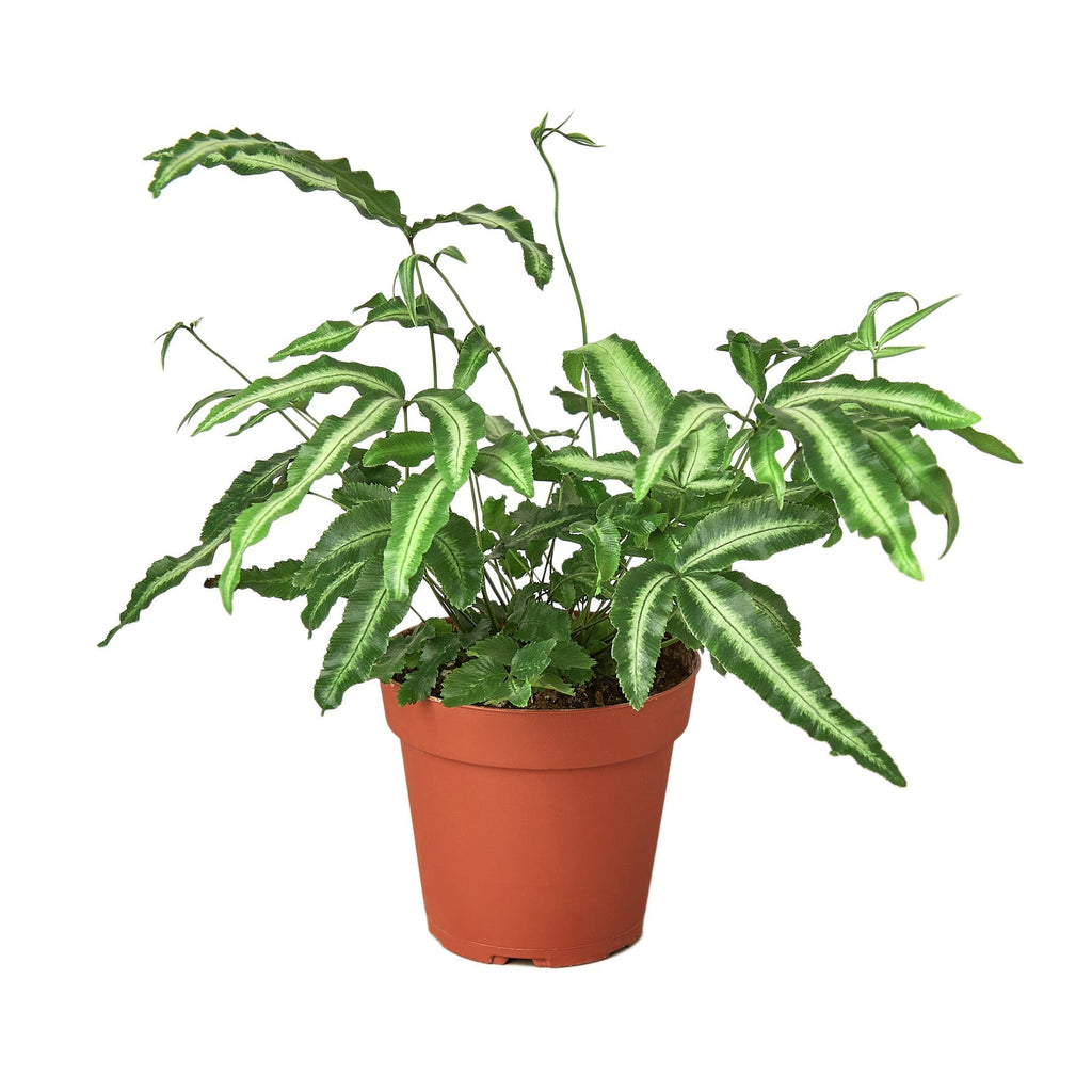 Pteris Cretica 'Albo Fern' Indoor Plants House Plant Dropship 4" Pot 