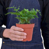 Rabbit's Foot Fern Houseplant-SproutSouth-Indoor Plants