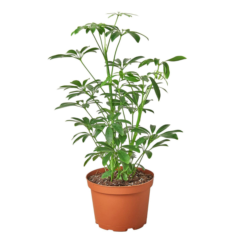 Schefflera Arboricola 'Umbrella' Indoor Plants House Plant Shop 6" Pot 