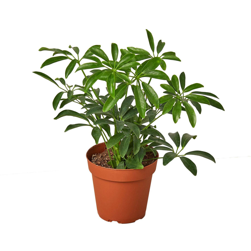 Schefflera Arboricola 'Umbrella' Indoor Plants House Plant Shop 4" Pot 