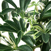 Schefflera Moonlight 'Umbrella Plant' House Plant Dropship 