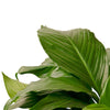 Spathiphyllum 'Peace Lily' Indoor Houseplant-SproutSouth-Indoor Plants