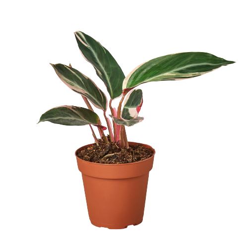 Stromanthe Triostar 6" Plant (1) ($10) House Plant Dropship 