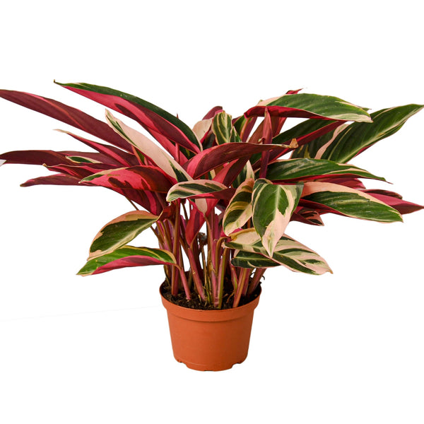 Stromanthe Triostar 6" Plant (1) ($10) House Plant Dropship 