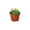 Succulent 'String of Dolphins' Houseplant-SproutSouth-Succulent