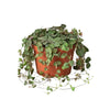 Succulent 'String of Hearts' - 4" Pot 4" Plant (1pk/$2) ($6 Ship/15oz) House Plant Dropship 