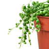 Succulent 'String of Pearls' Houseplant-SproutSouth-Succulent