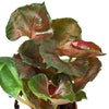 Syngonium Merry 4" Plant House Plant Dropship 