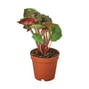 Syngonium Merry 4" Plant House Plant Dropship 2" Pot 