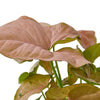Syngonium Strawberry Indoor Houseplant-SproutSouth-Indoor Plants