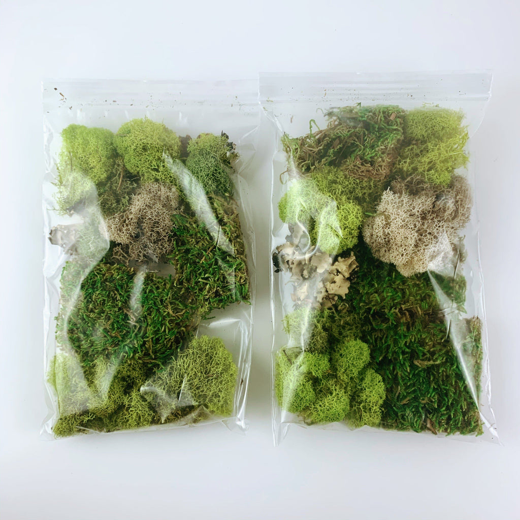 Terrarium Moss Kit Medium Assortment-SproutSouth-Terrarium Kit