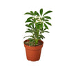Varigated Schefflera Arboricola 'Moonlight' Indoor Houseplant-SproutSouth-Plant