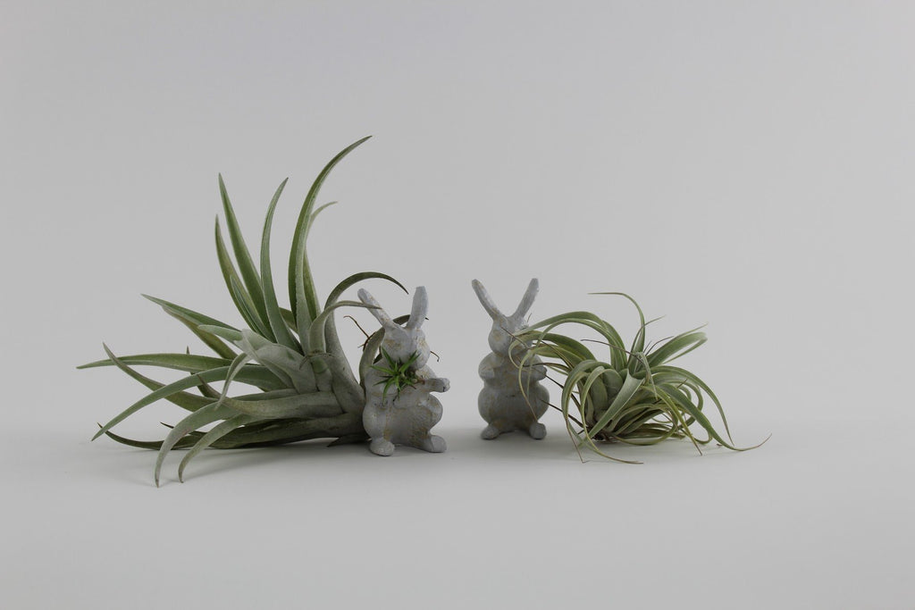 White Rabbit Tiny Garden Statue-SproutSouth-Terrarium Kit
