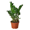 Zamioculcas Zamiifolia ZZ Houseplant-SproutSouth-Indoor Plants