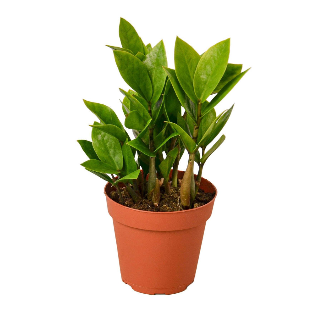 Zamioculcas Zamiifolia ZZ Houseplant-SproutSouth-Indoor Plants